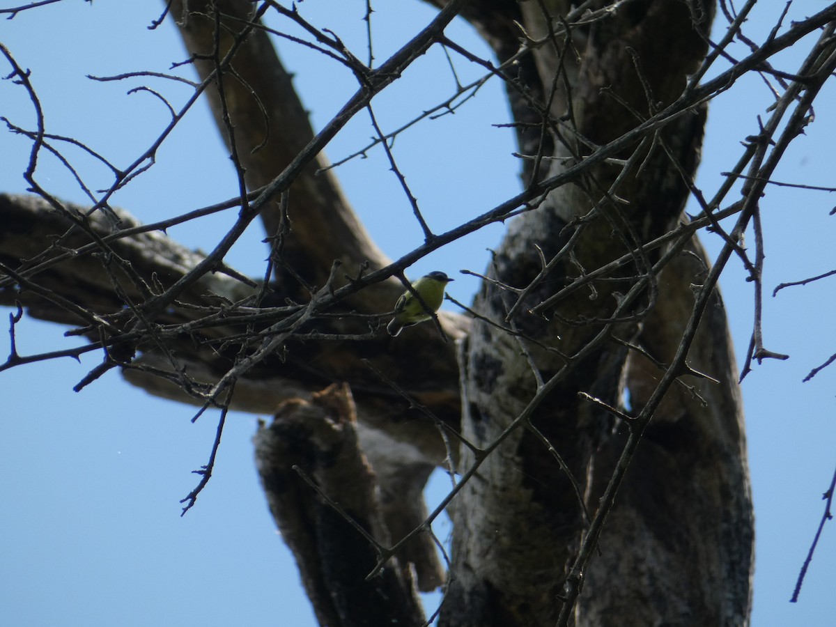 Yellow-bellied Tyrannulet - ML162459781