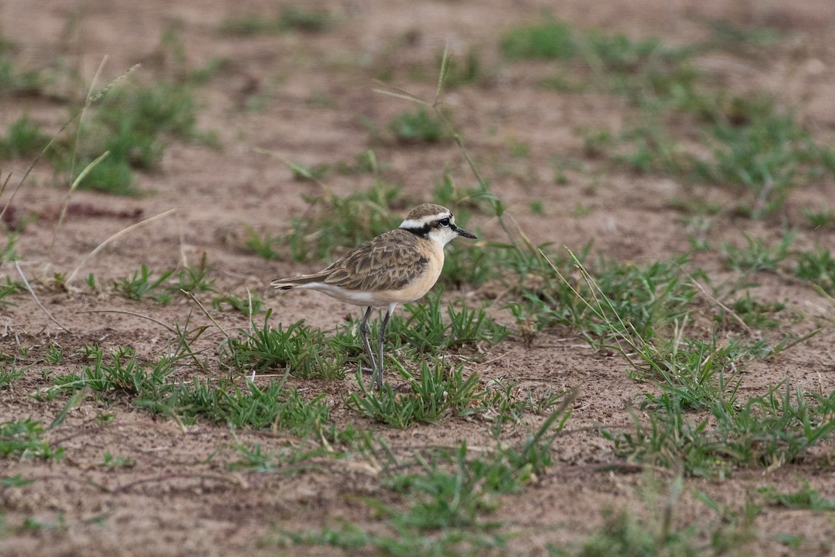 Kittlitz's Plover - ML162461821