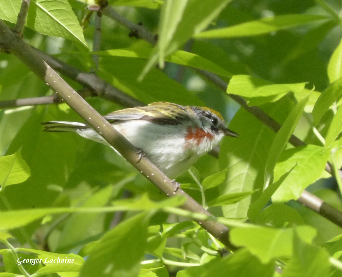 Chestnut-sided Warbler - ML162465511