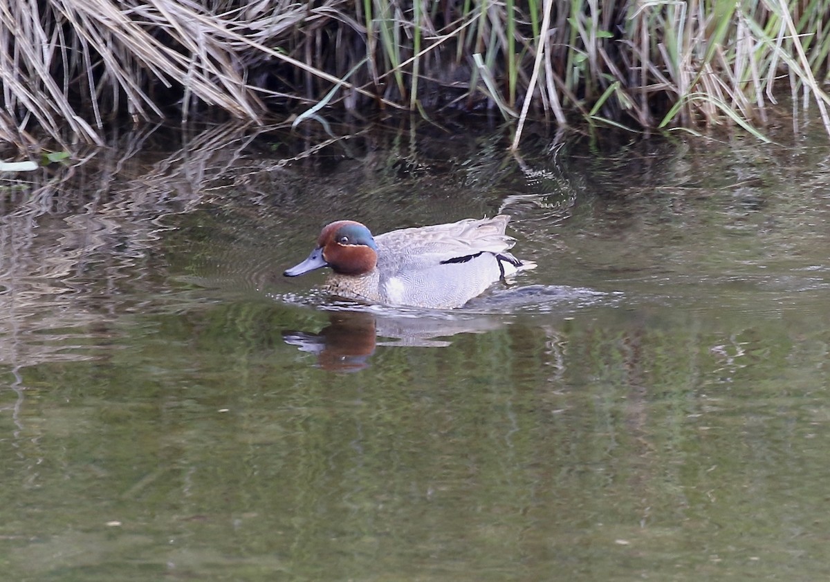 Green-winged Teal (American) - Jon Isacoff