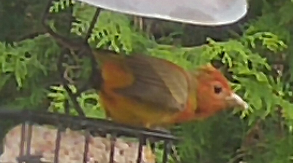 Summer Tanager - ML162466861