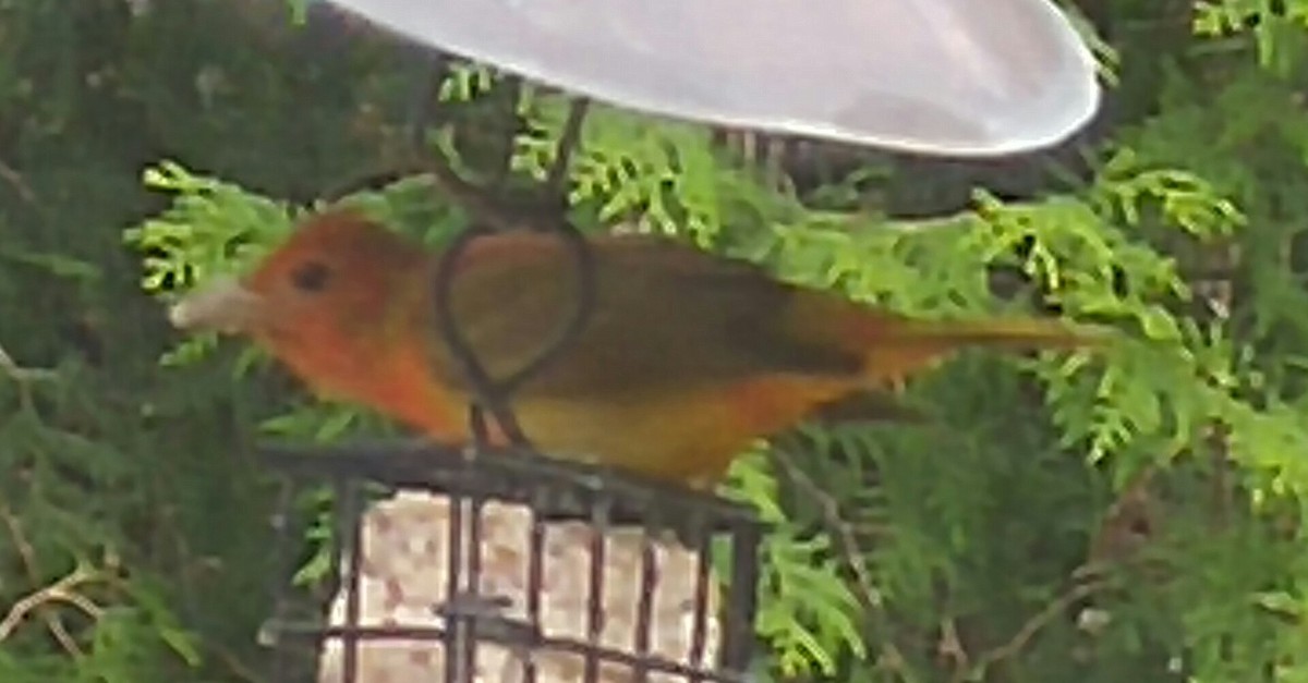 Summer Tanager - Anonymous