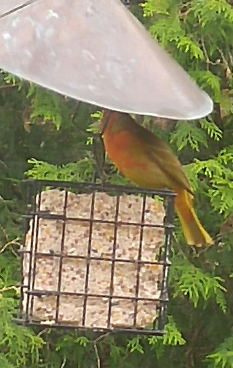 Summer Tanager - ML162466881