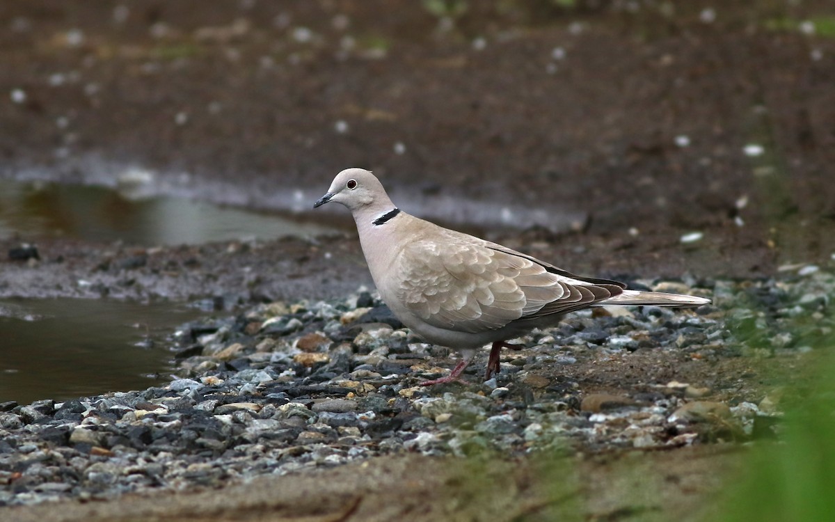 Eurasian Collared-Dove - Jeremiah Trimble