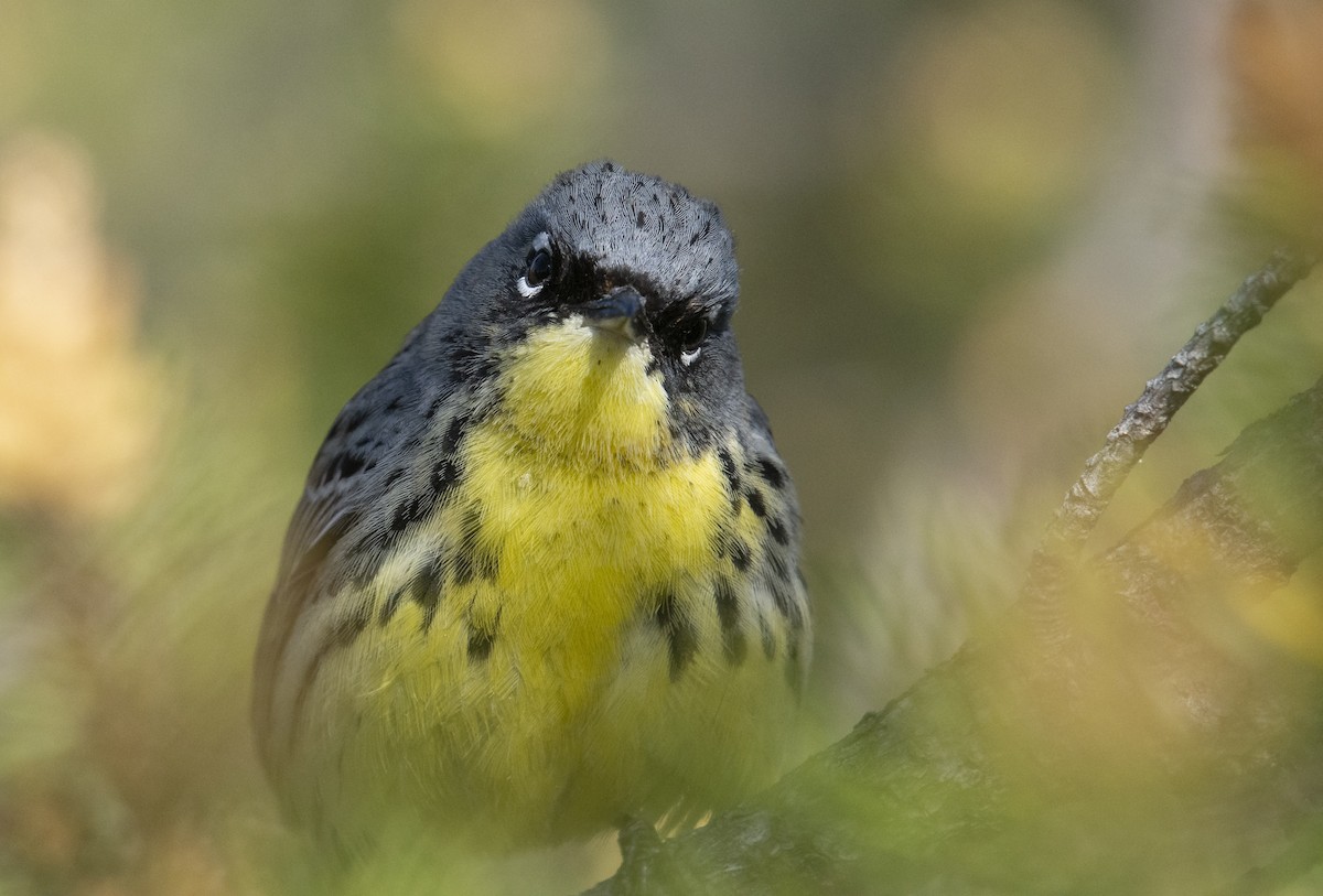 Kirtland's Warbler - ML162470811