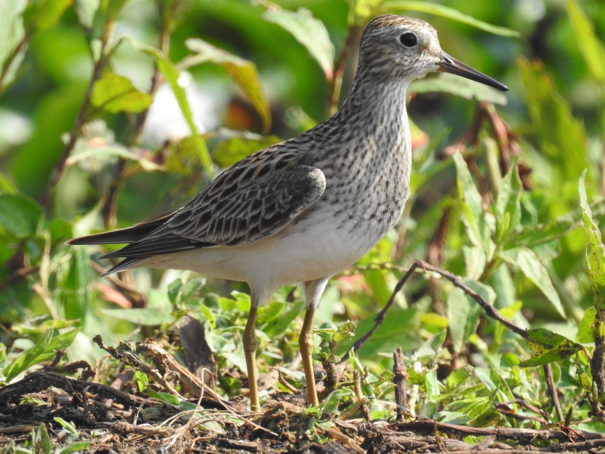 Pectoral Sandpiper - ML162471421