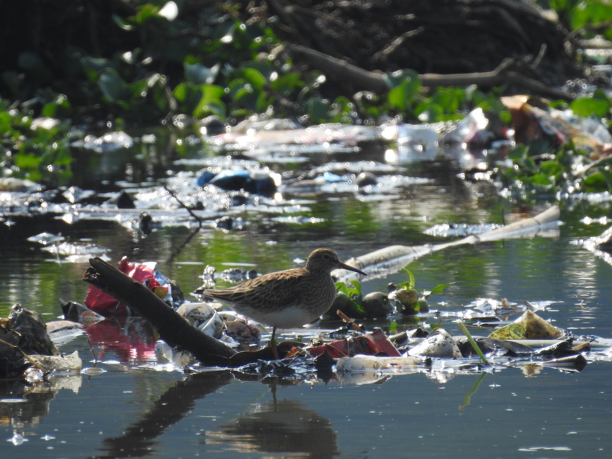 Pectoral Sandpiper - ML162471471