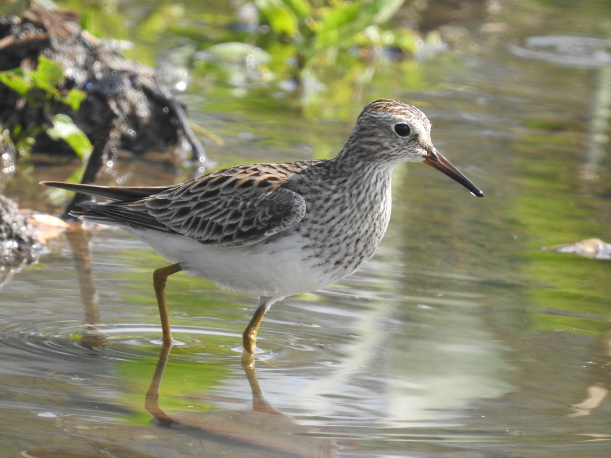 Pectoral Sandpiper - ML162471791