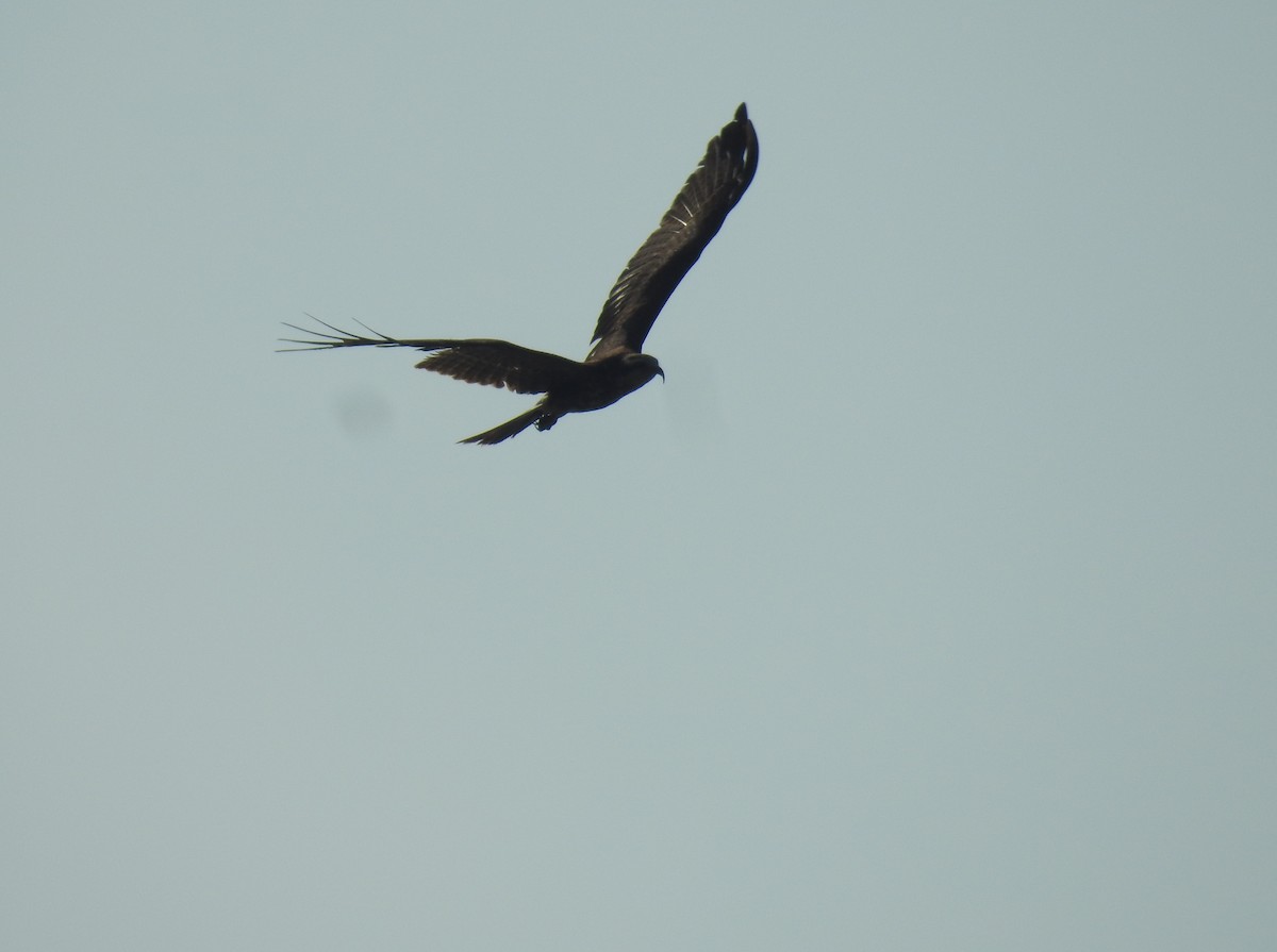 Snail Kite - ML162471811