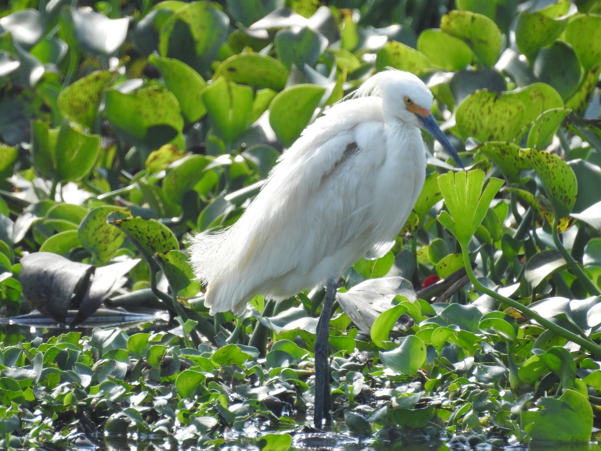 Snowy Egret - ML162471921