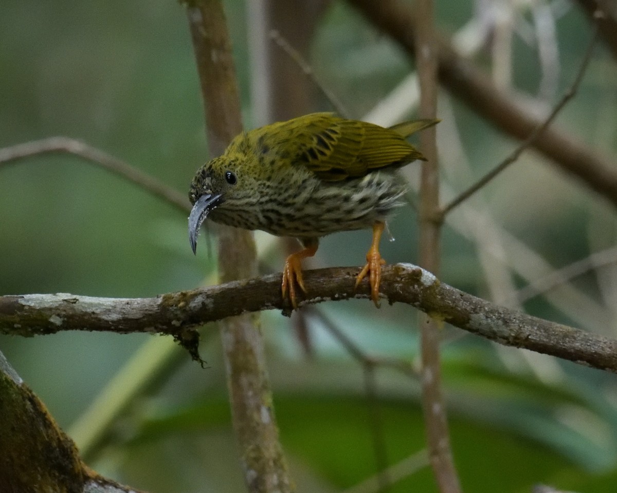 Streaked Spiderhunter - ML162472461