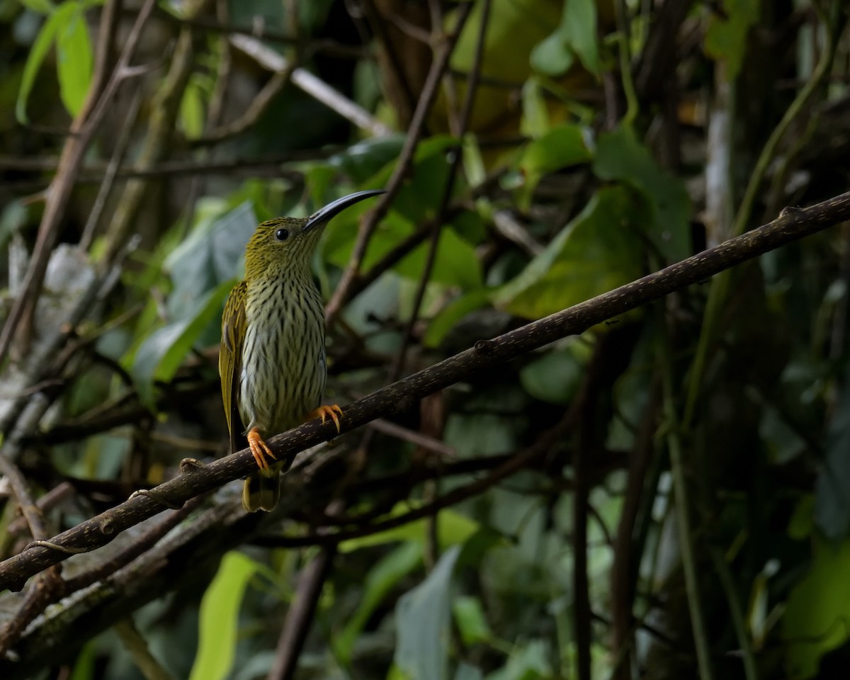 Streaked Spiderhunter - ML162472471