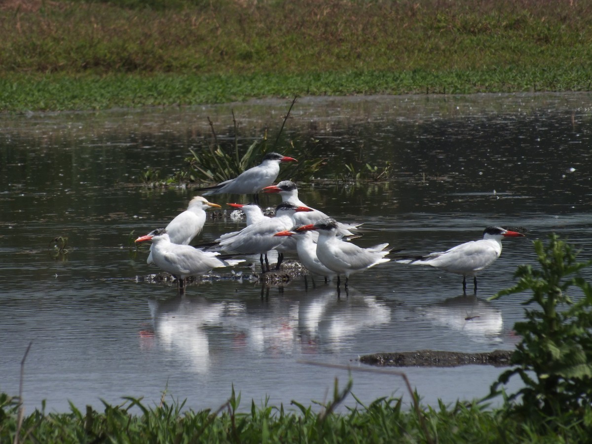 Caspian Tern - ML162472751