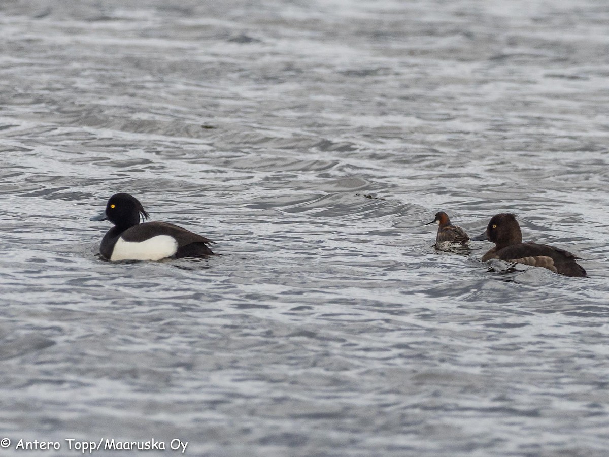 Tufted Duck - Antero Topp