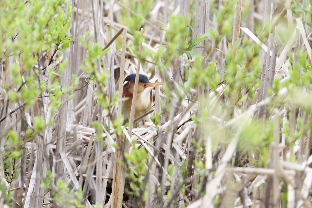 Least Bittern - ML162474681