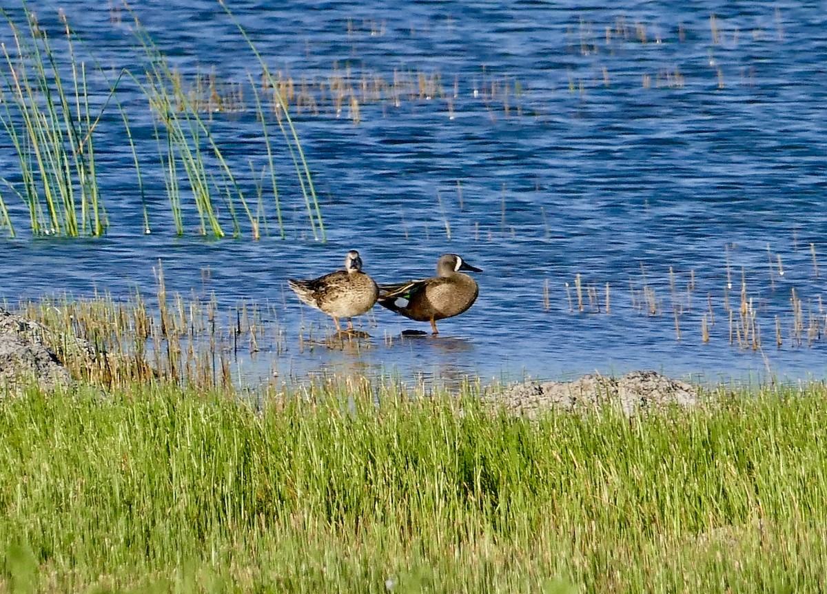 Blue-winged Teal - ML162474691