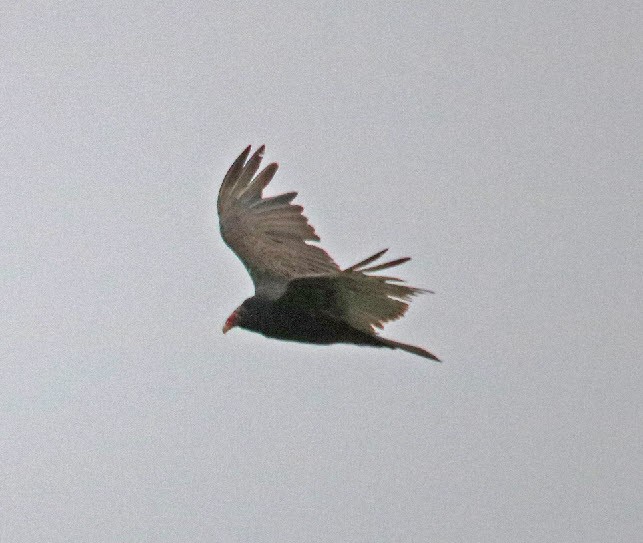 Turkey Vulture - Jock McCracken