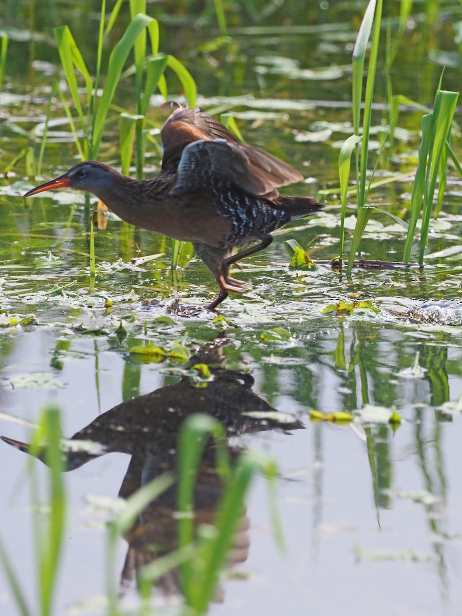 Virginia Rail - ML162476111