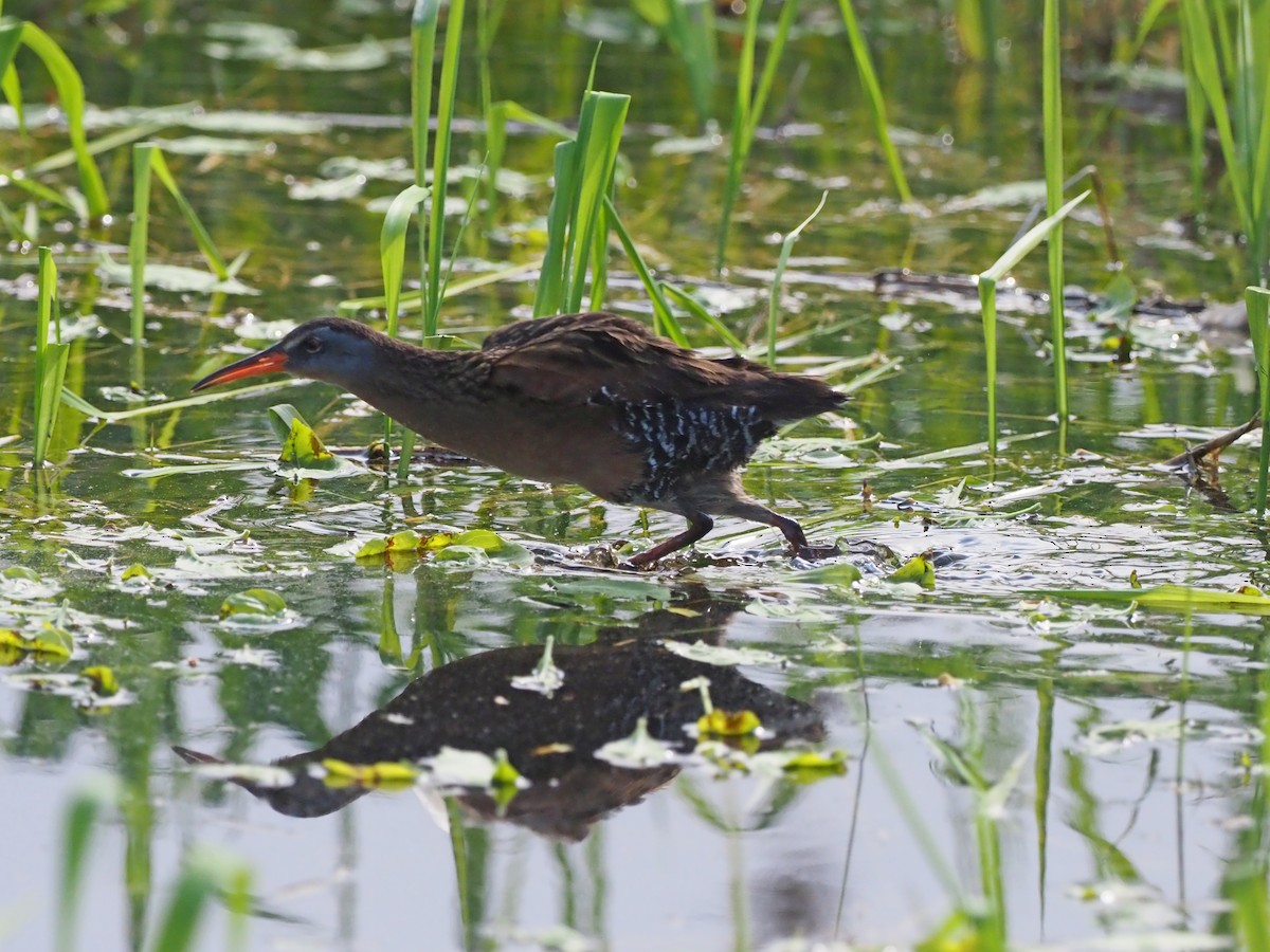 Virginia Rail - ML162476131