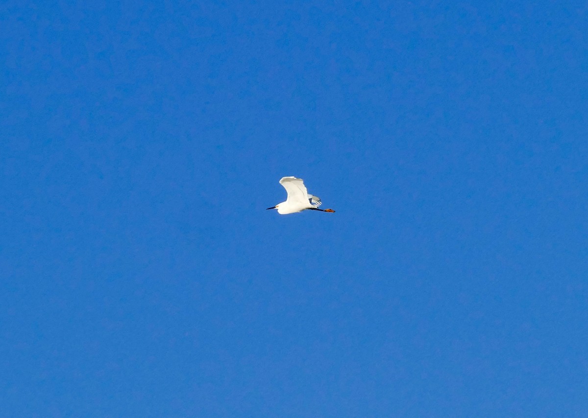 Snowy Egret - ML162477091