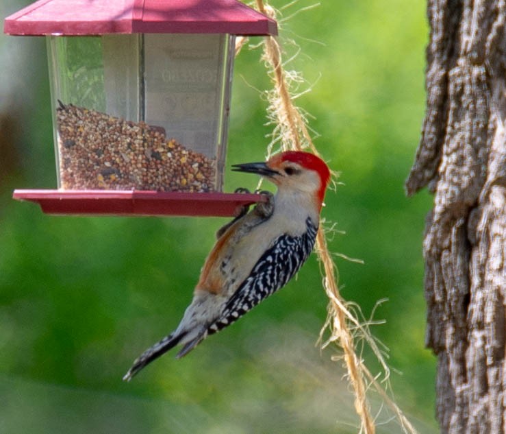 Red-bellied Woodpecker - ML162481281