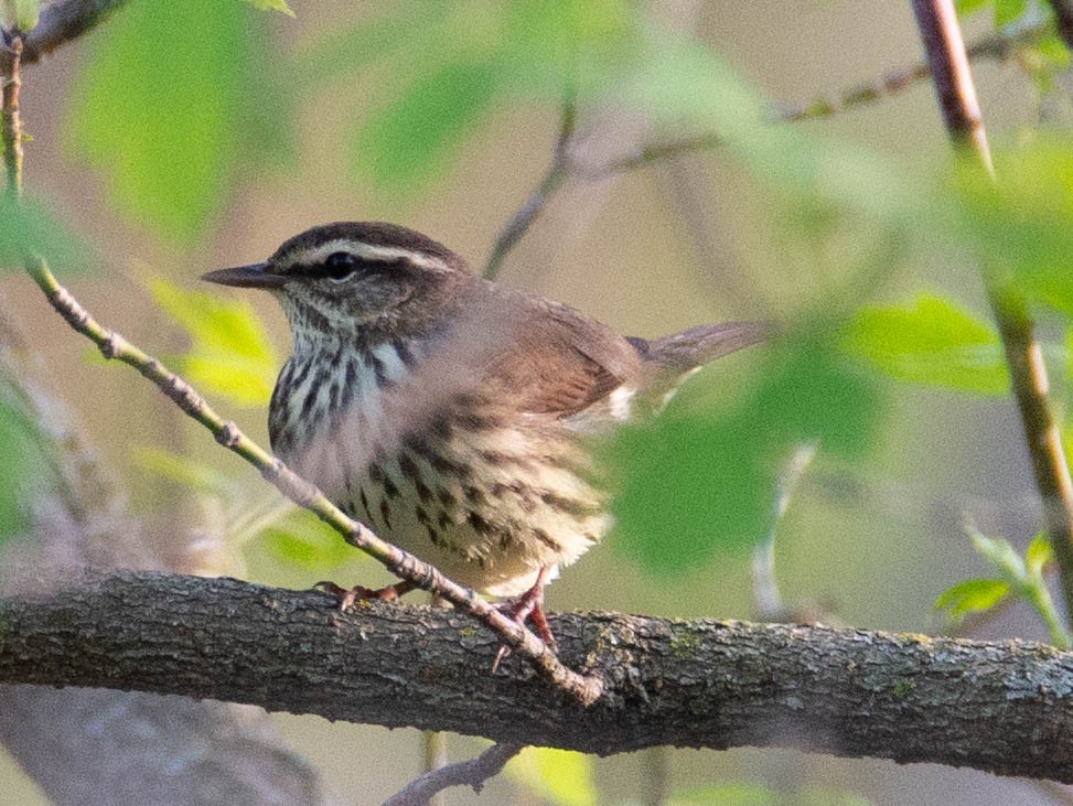 Northern Waterthrush - ML162481361