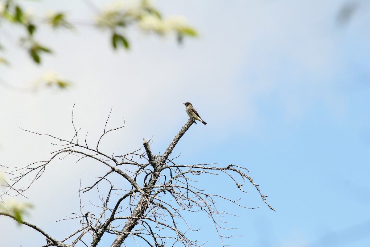 Olive-sided Flycatcher - Gilles Garant