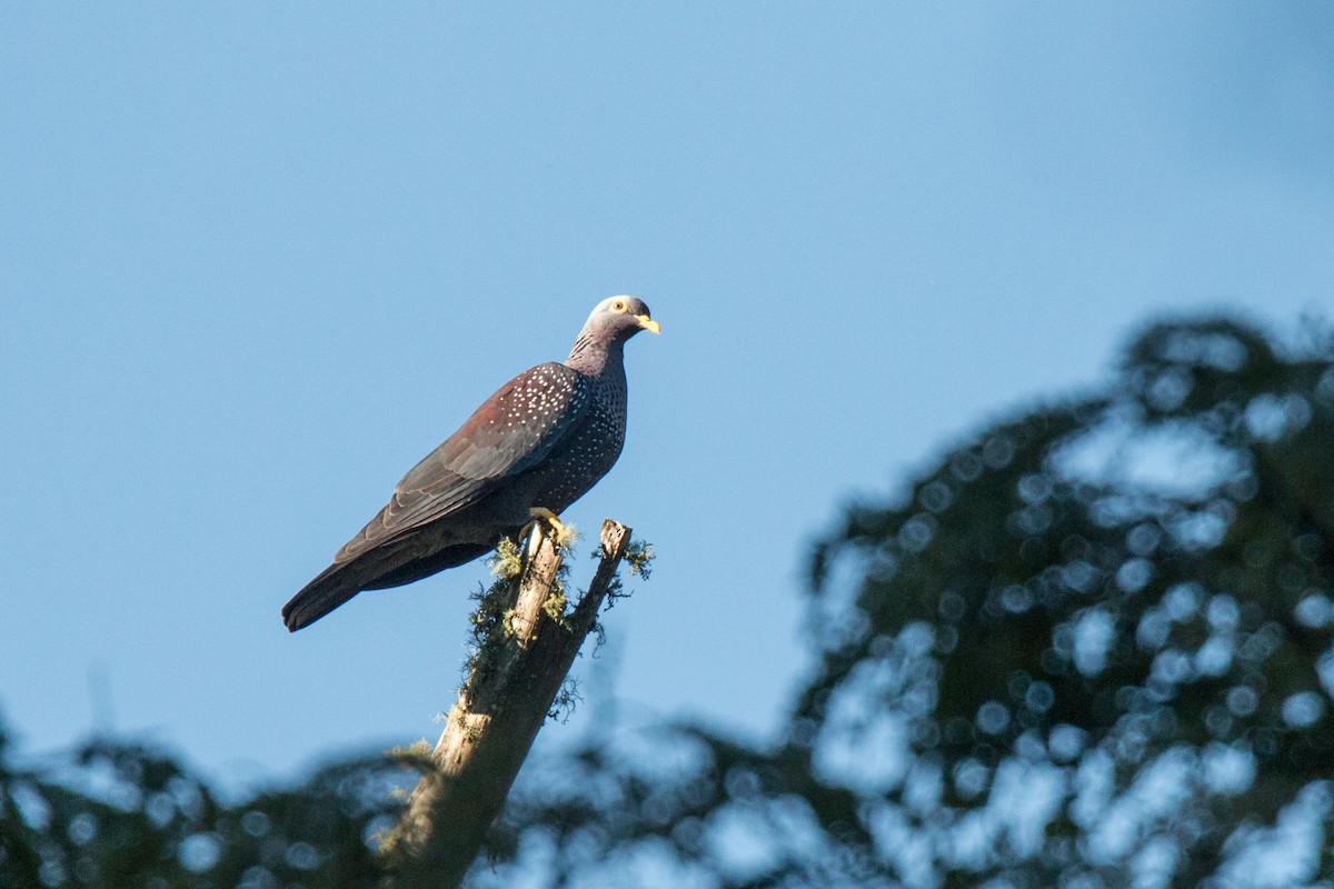 Pigeon rameron - ML162481421