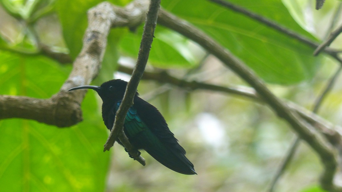 Purple-throated Carib - ML162482061