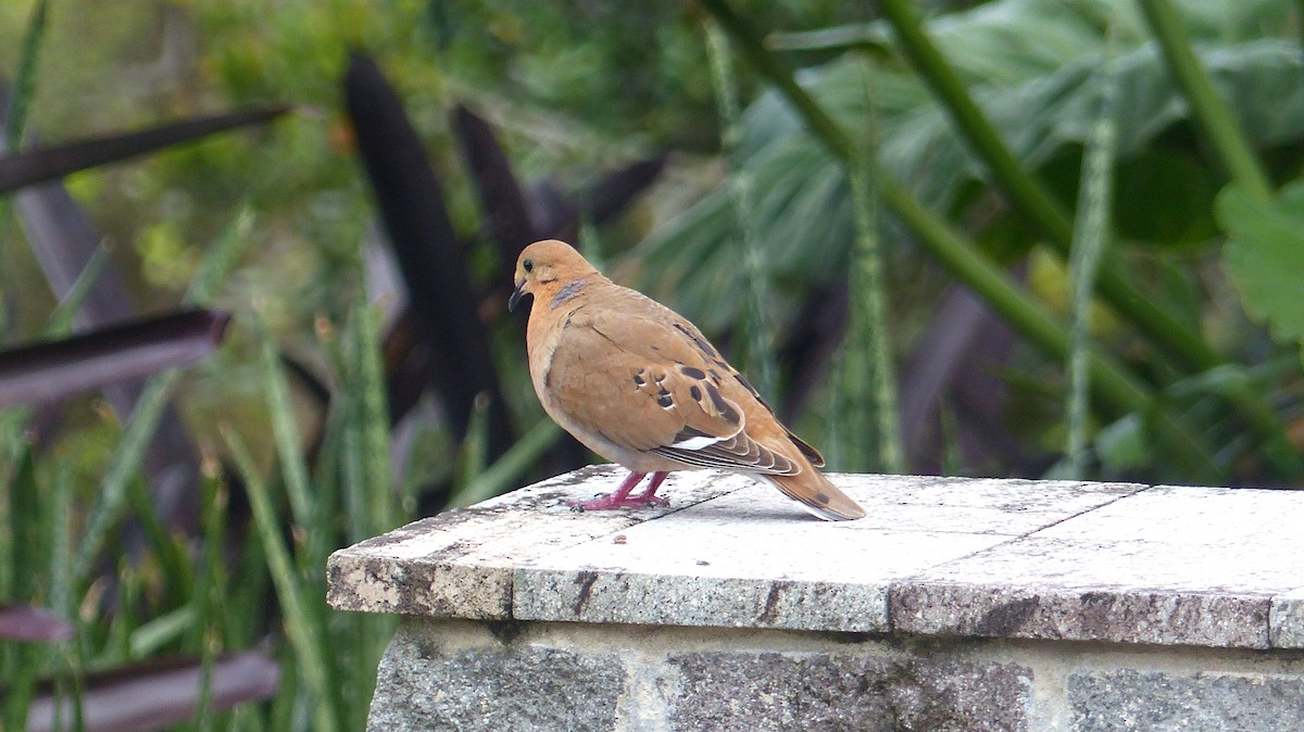 Zenaida Dove - ML162482111