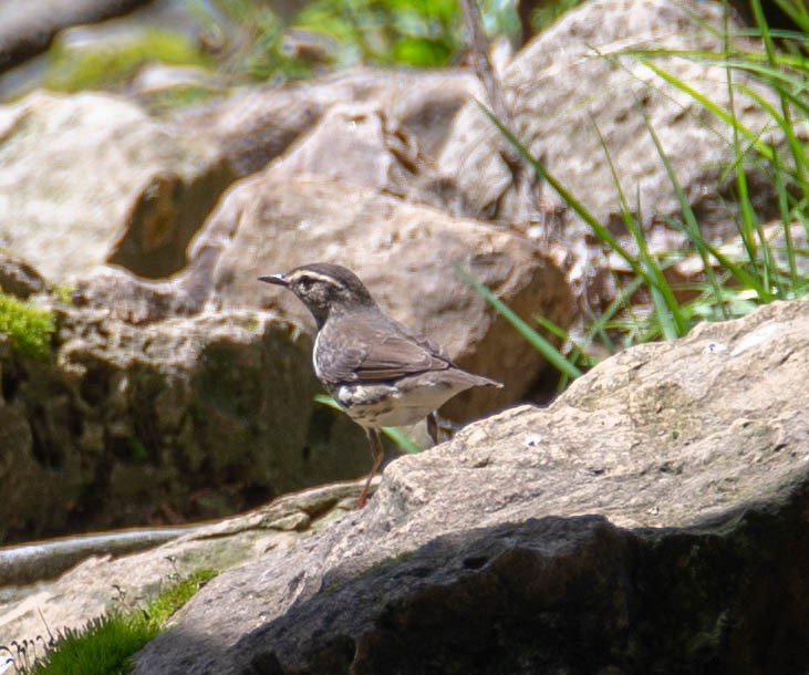 Louisiana/Northern Waterthrush - ML162482391