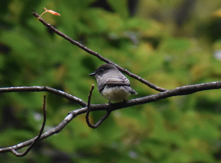 Eastern Phoebe - ML162482561