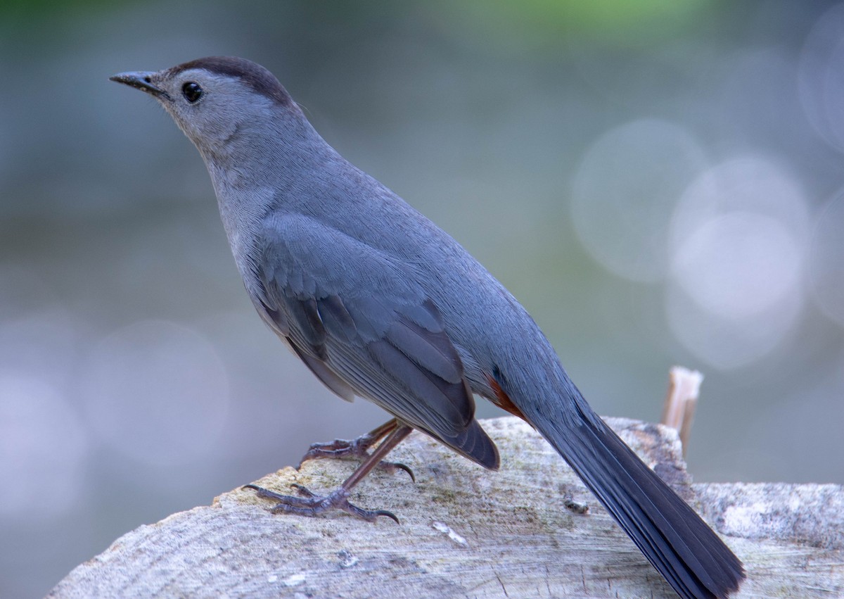 Gray Catbird - ML162482791