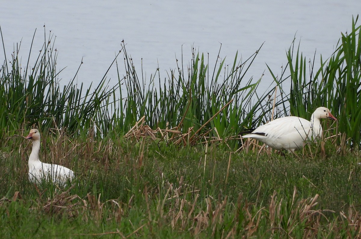 Snow Goose - Richard Klauke