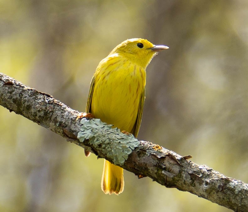 Yellow Warbler - ML162483911