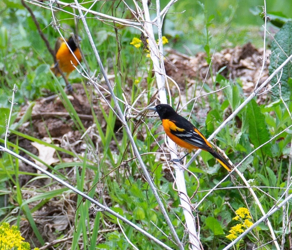 Baltimore Oriole - ML162484261