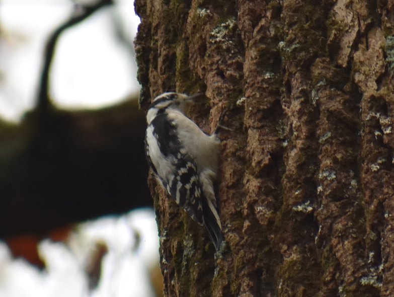 Downy Woodpecker - ML162484421