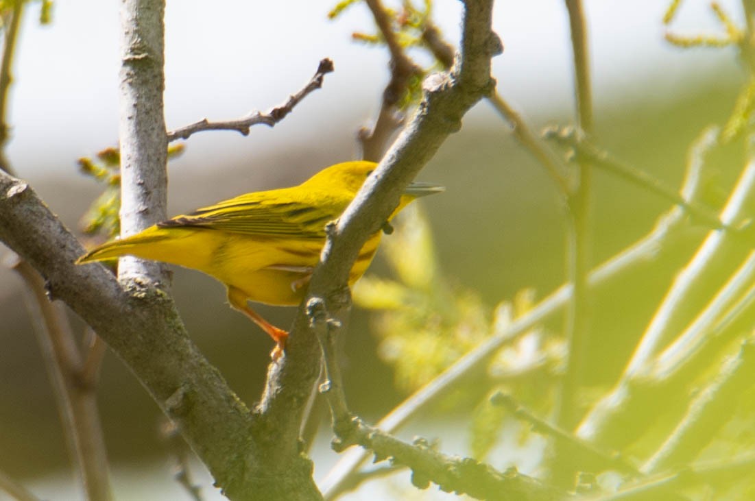 Yellow Warbler - ML162484701