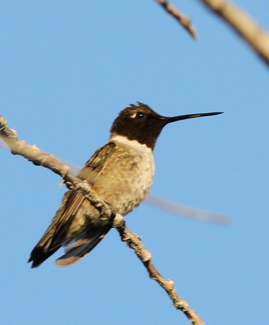 Black-chinned Hummingbird - ML162485011