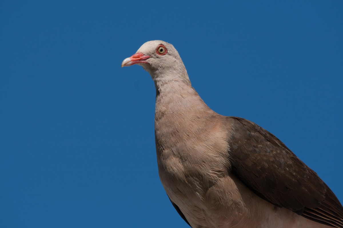 Pink Pigeon - ML162486781