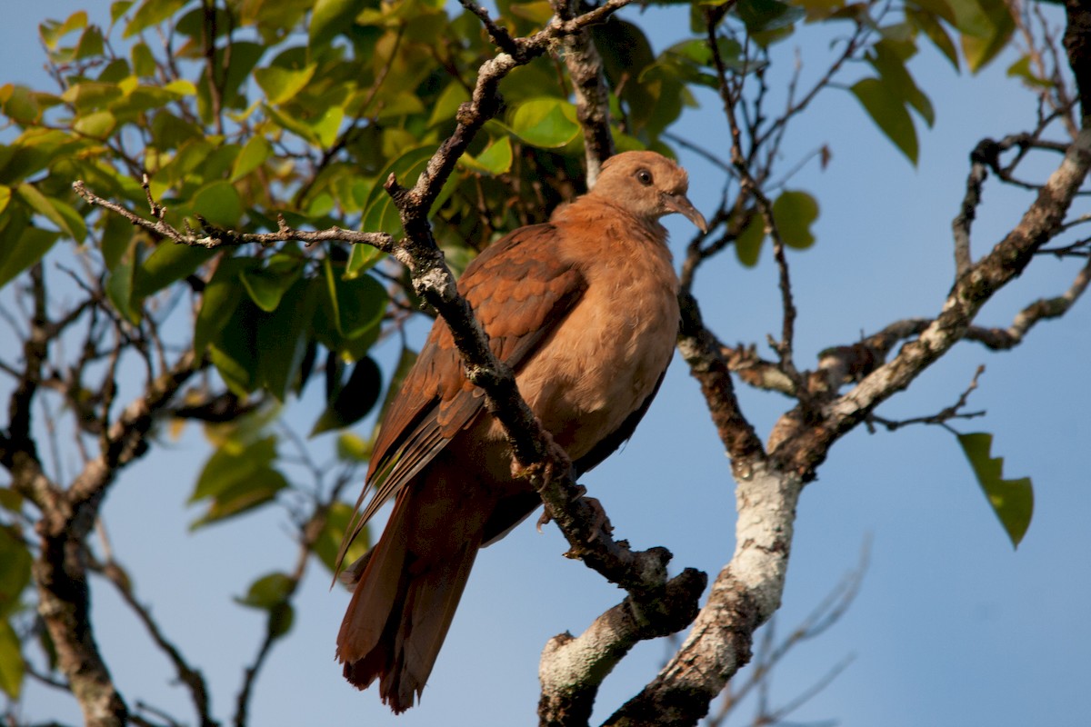 Pink Pigeon - ML162486851