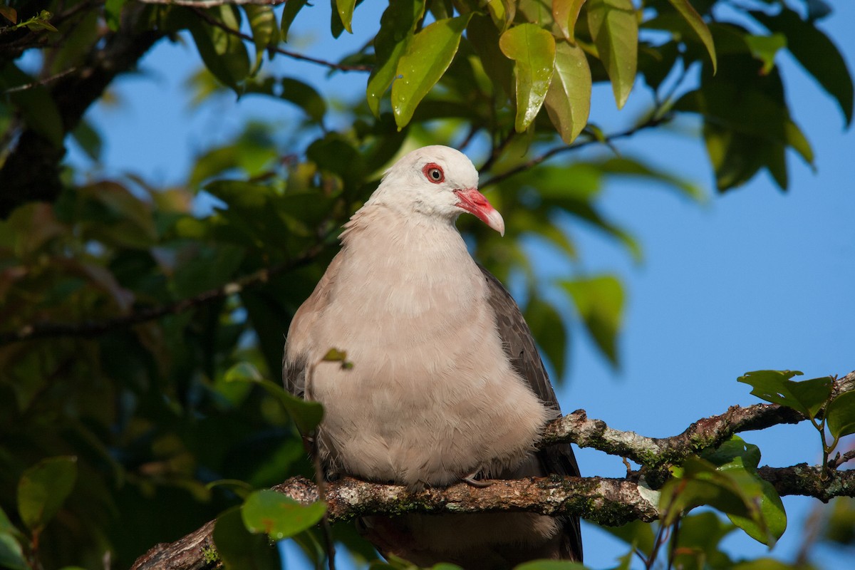 Pink Pigeon - ML162486861