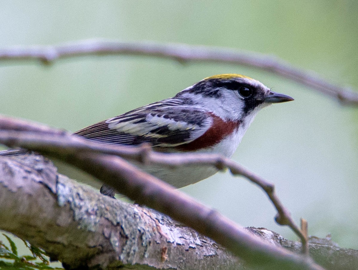 Chestnut-sided Warbler - ML162487161