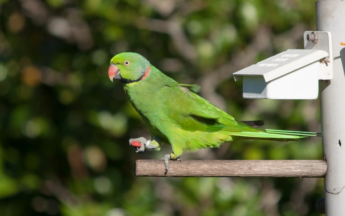 Echo Parakeet - Peter  Steward
