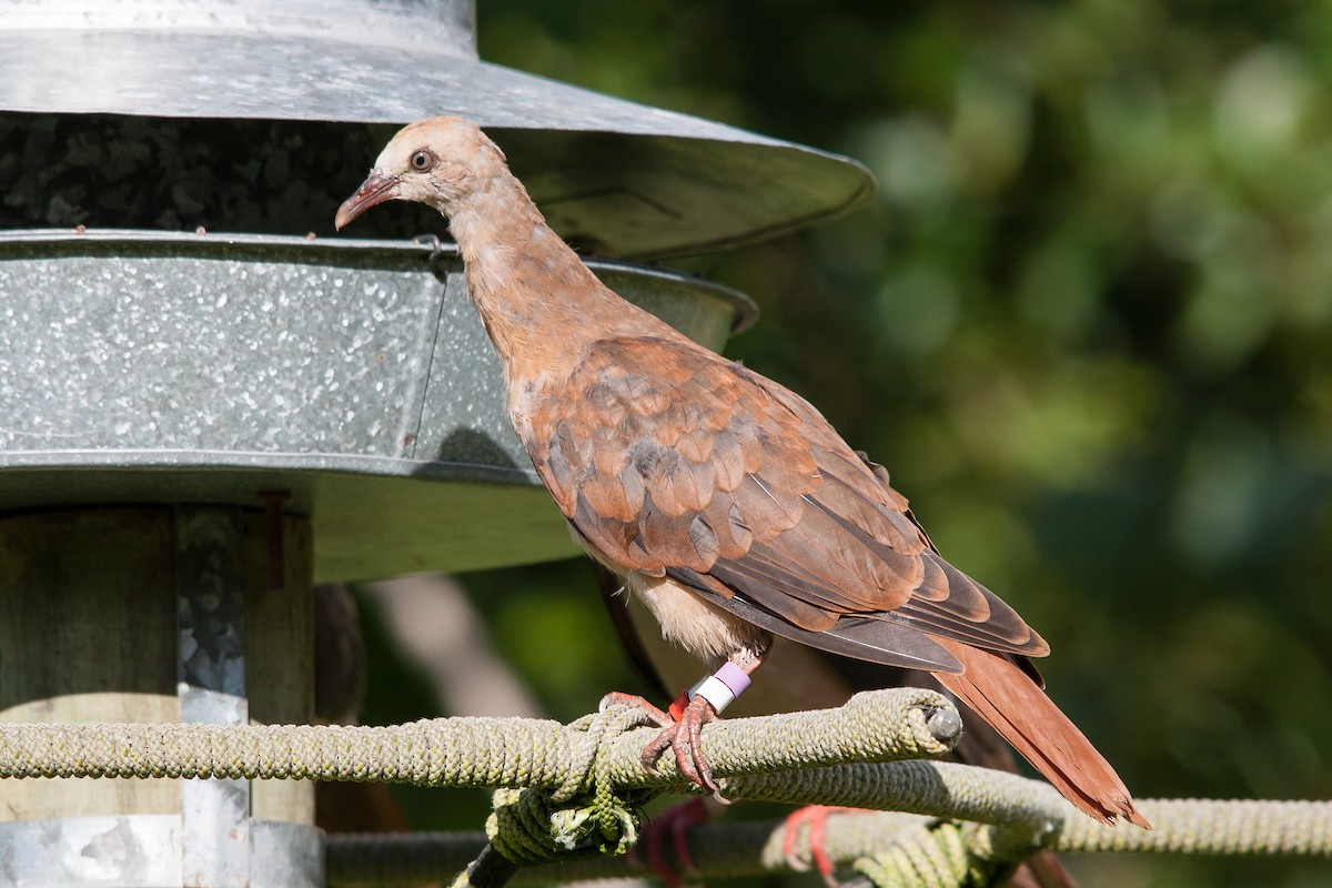 Pink Pigeon - ML162487391