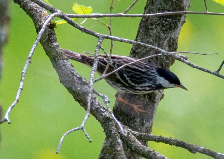 Blackpoll Warbler - ML162487831
