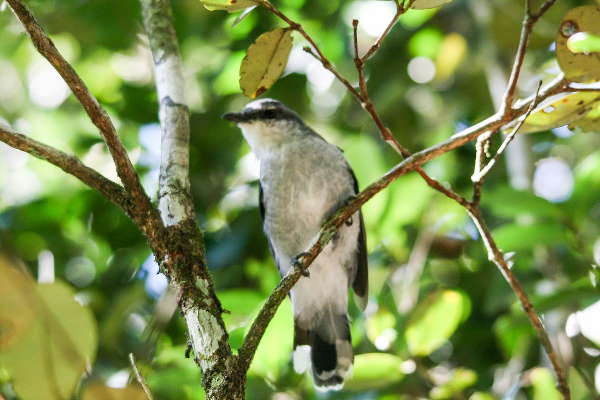 Mauritius Cuckooshrike - ML162487991