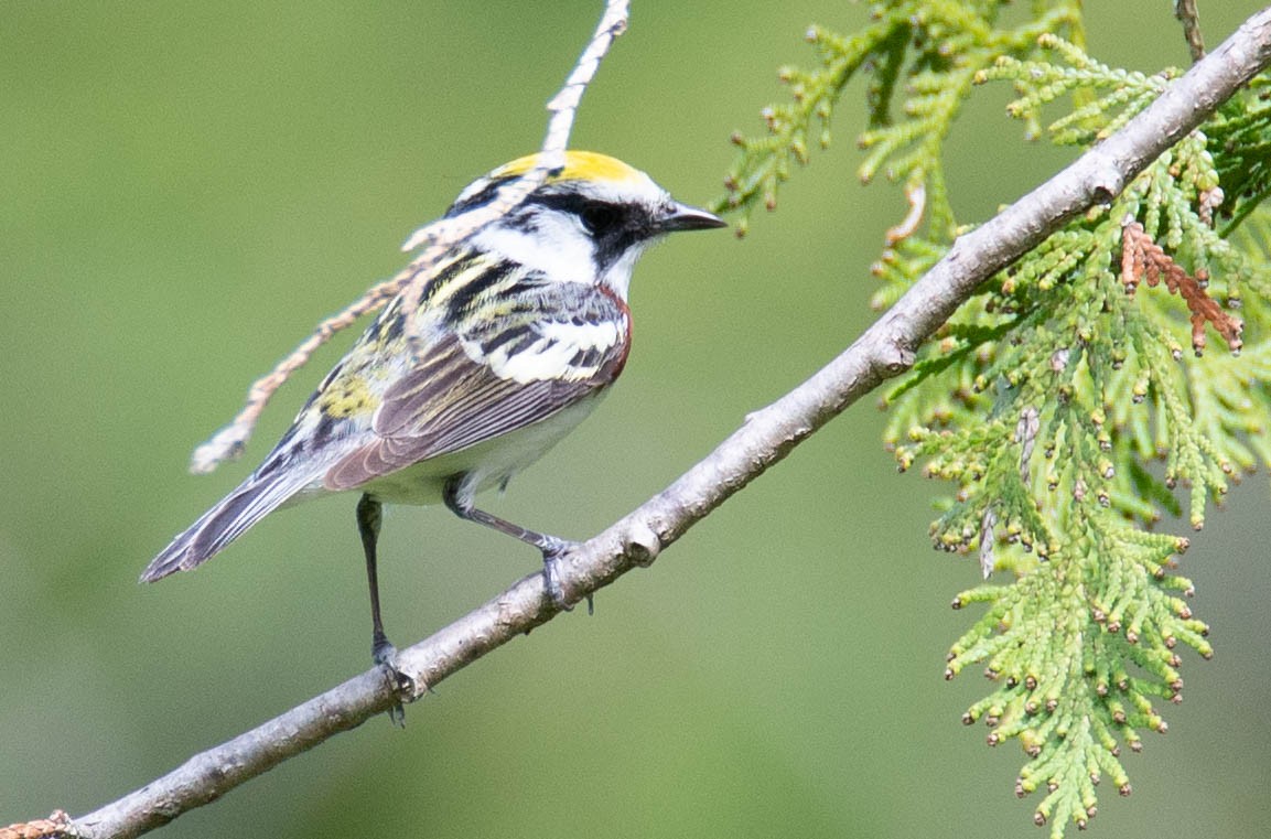 Chestnut-sided Warbler - ML162488671