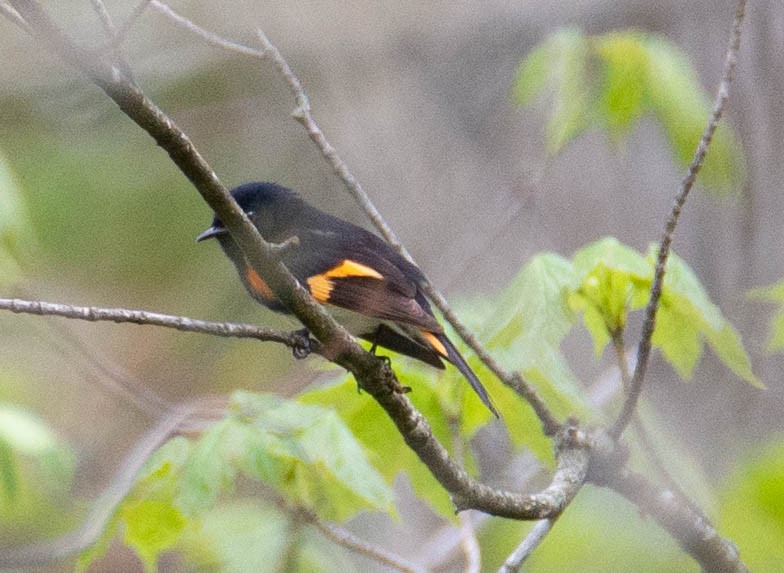 American Redstart - ML162488901