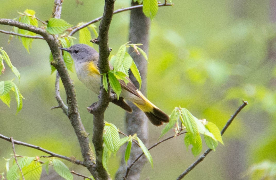 American Redstart - ML162488971